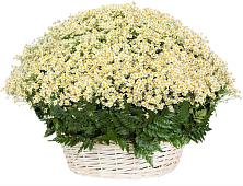 Цветочная композиция из Ромашки в корзине #REPLACE_PRED# Средней Ахтубе